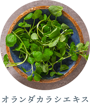 オランダカラシエキス