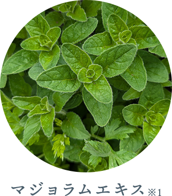 マジョラムエキス※1